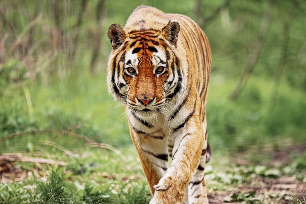 10 of the Most Endangered Species in India in 2024