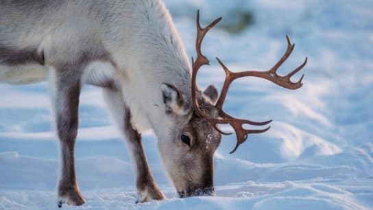 10 of the Most Endangered Species in Canada in 2023