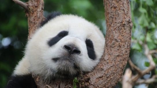 10 Interesting Facts About Pandas