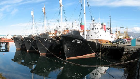 Iceland to End Commercial Whaling in 2024