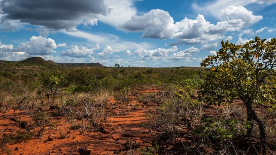 Brazil: Deforestation in the Savanna Hits A Six-Year High