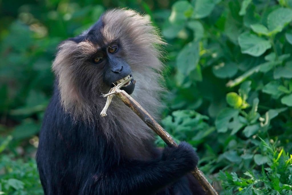 endangered species in india, lion-tailed macaque