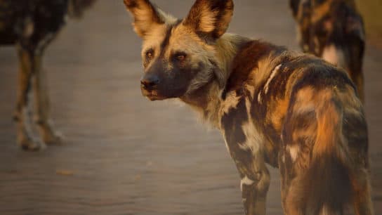 Nearly Half of African Wild Dog Deaths Linked to Human Activity- Report