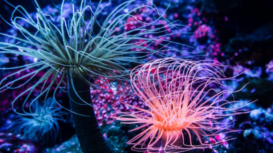 The US Plans to Protect Twelve Coral Species in the Caribbean and Pacific Ocean