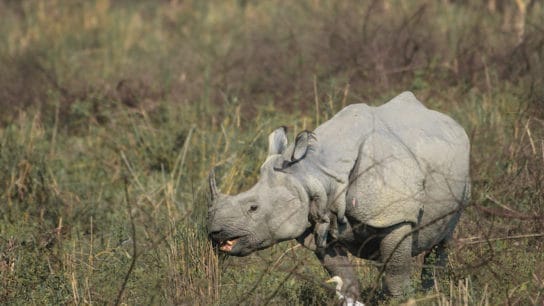 Rhinos are Thriving in an Indian National Park Thanks To Partnerships