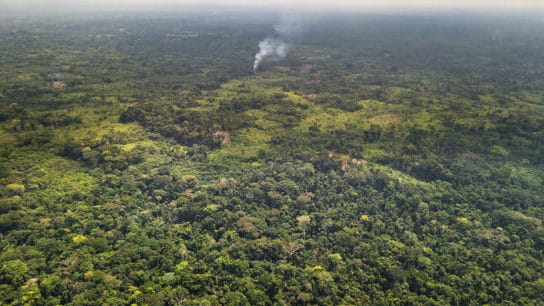 Deforestation Surged in 2020 Despite Impact of COVID-19