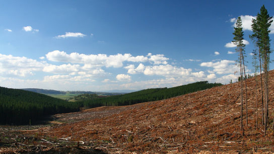 UK Companies to Be Fined For Links to Illegal Deforestation