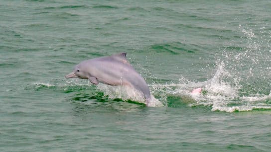 Hong Kong Failed to Meet 14 Out of 20 Aichi Biodiversity Targets