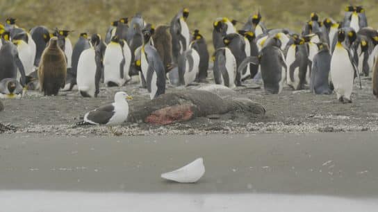 Avian Flu Detected in Antarctic Penguins for the First Time, Raising Concerns Over Major Outbreak