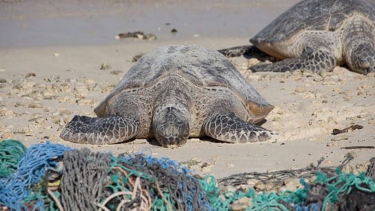 Confronting Marine Pollution for a Sustainable Tomorrow