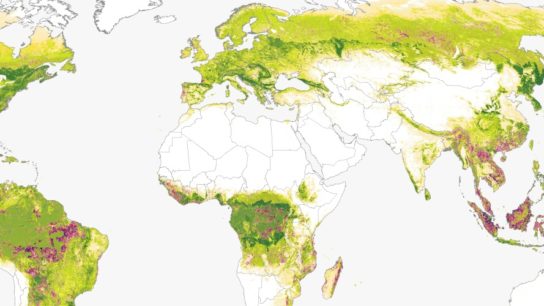 New global forest carbon flux maps: The importance of protecting old-growth forests  