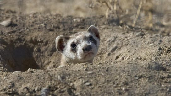 How Google’s AI Initiative Is Helping to Protect World’s Most Endangered Species