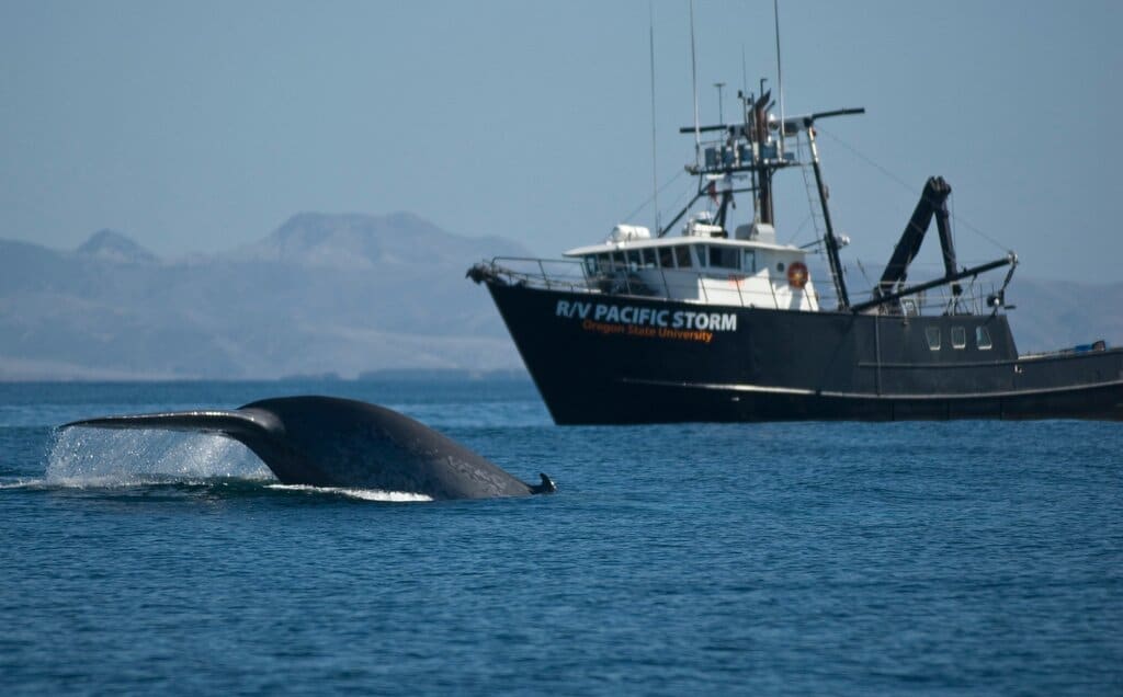 How Does Noise Pollution Harm Marine Species?