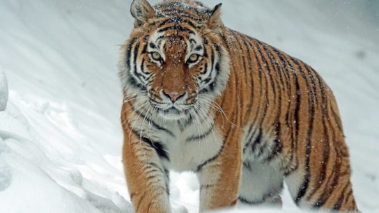 The New ‘Big 5’ Picks the World’s Most Photogenic Animals