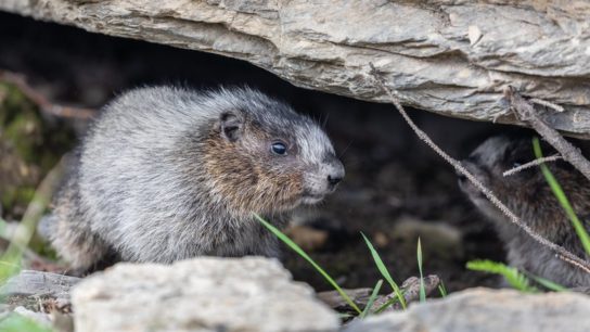 Case of Bubonic Plague Confirmed in Mongolia