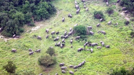 Elephants Return to Congo National Park in Unprecedented Numbers