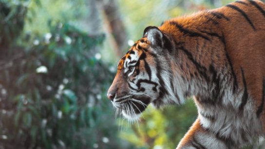 Tiger Populations in India Have Increased More Than 30% In Four Years- Report