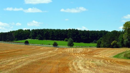 How Abandoned Farmland Restoration Could Help Feed Future Generations