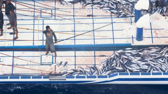 Overfishing in South China Sea Could Cost $10 bn a Year in Lost Revenues