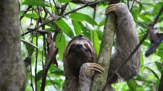 13 Facts About Endangered Sloths