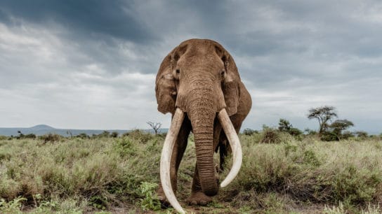 12 Incredible Facts About Elephants