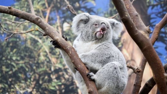 Koalas Will Become Extinct By 2050 Without ‘Urgent’ Government Intervention- Study