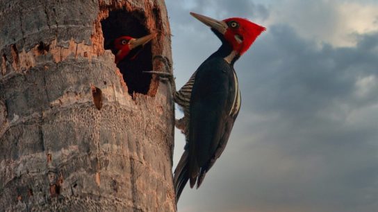 23 Birds, Fish and Other Species Declared Extinct by US Wildlife Officials