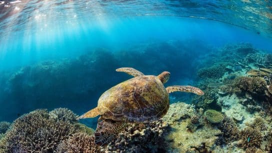 Coral Catastrophe: Expert Warns of Unprecedented Mass Bleaching in 2024