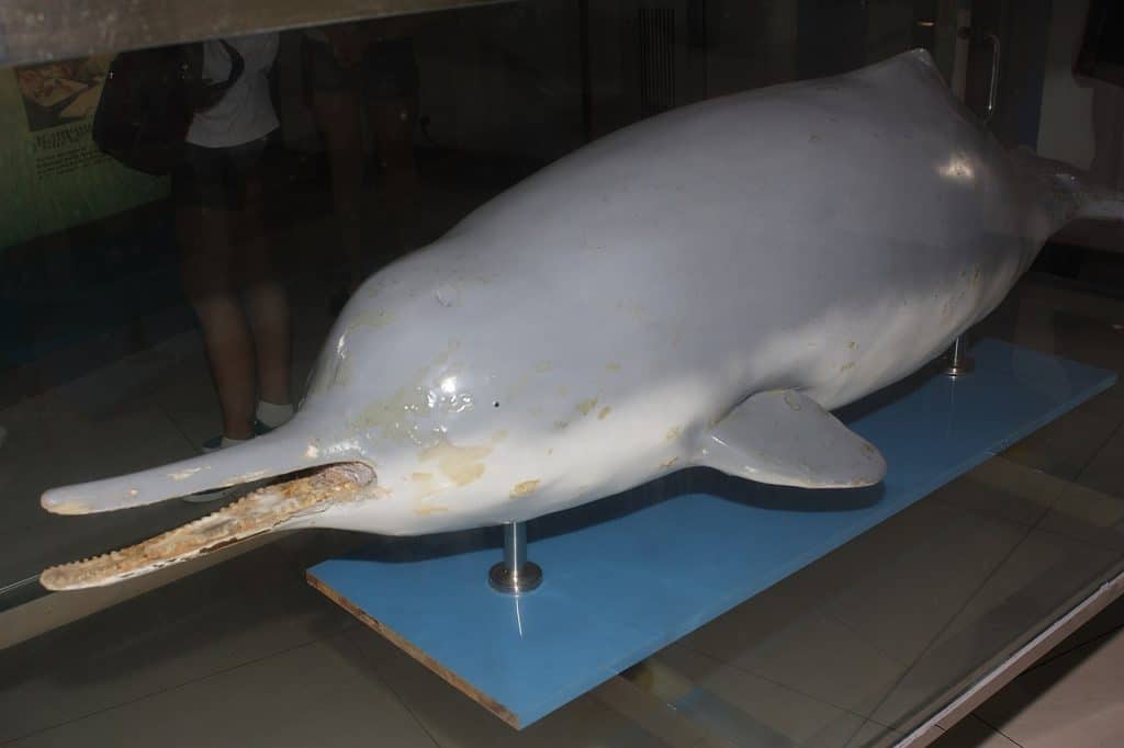 “Chinese Baiji dolphin specimen Qi Qi” by Huangdan2060 | CC BY 3.0 DEED