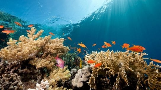 5 Things You Can Do to Save the Ocean