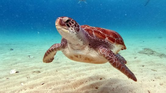 7 Interesting Facts About Sea Turtles