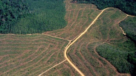 Record-Breaking Deforestation in the Amazon for September Ahead of Brazil’s Presidential Elections