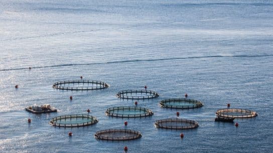 The Road Ahead for Sustainable Aquaculture