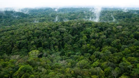 Anthropogenic-Driven Amazon Forest Degradation Occurring ‘Much Faster’ Than Previously Thought: Study