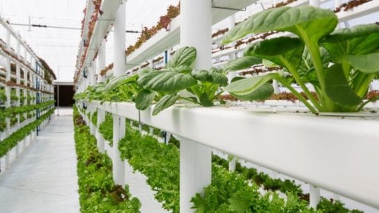 Top 7 Vertical Farming Companies in the World