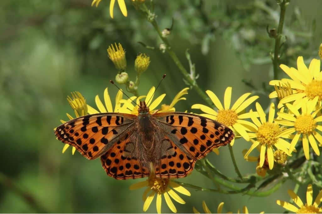 The Hidden Order: Exploring the Significance of Taxonomy in Understanding Life