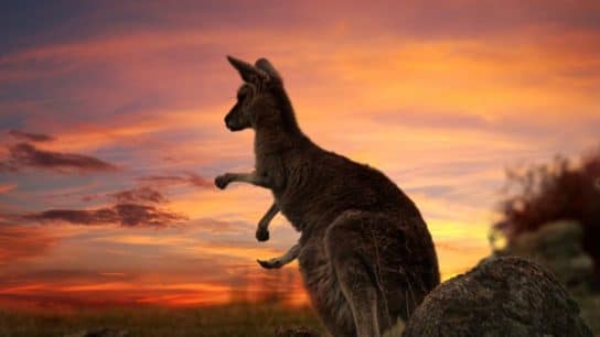 Australia’s Wildlife And Habitats Are Disappearing Rapidly: Report