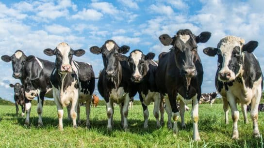 3 Ways to Effectively Reduce Methane Emissions From Cows