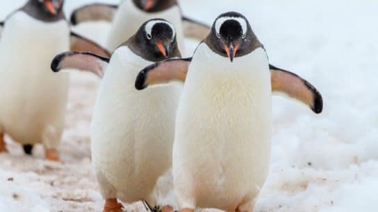 World Penguin Day 2024: 6 Facts About Endangered Penguin Species