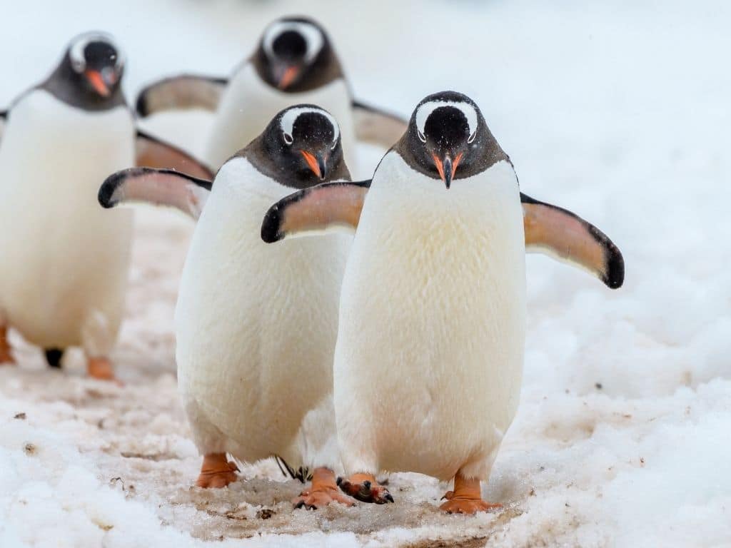 World Penguin Day 2024: 6 Facts About Endangered Penguin Species