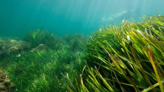 Seagrass Meadows Are Declining Globally at Alarming Rate