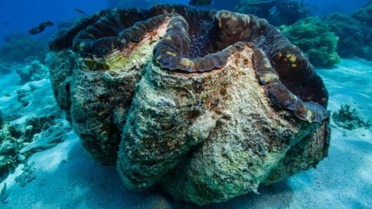 Jade of the Sea: The Past, Present, and Future of Giant Clams