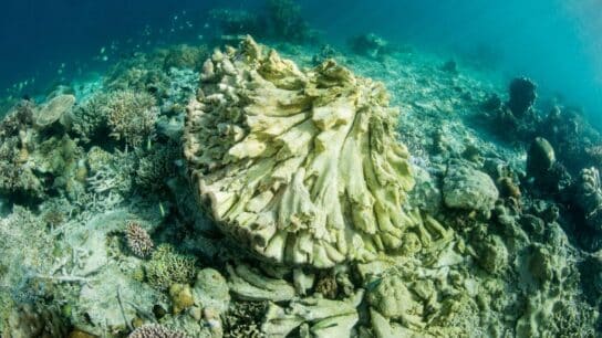 5 Coral Reefs That Are Currently Under Threat and Dying