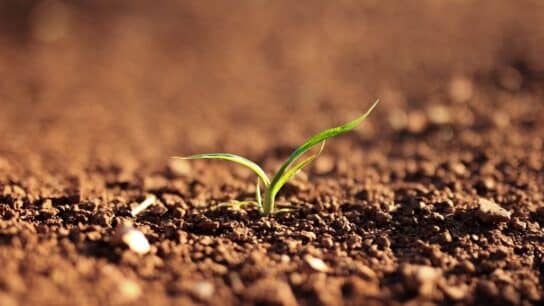 Op-Ed: The Private Sector Must Prioritise Investments in Soil Health