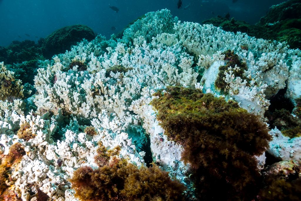 Record Ocean Temperatures Push Coral Reefs to Brink of Fourth Mass Bleaching Event