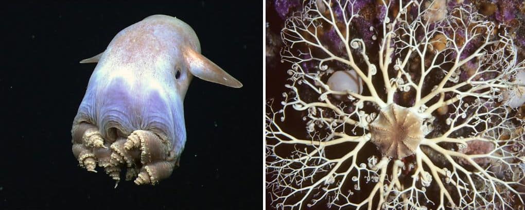 Inhabitants of deep Norwegian slopes include the adorable dumbo octopus and the strange Northern basket star