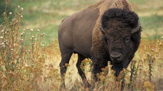 The Bison’s Tale of Resilience: Endangered Species Spotlight