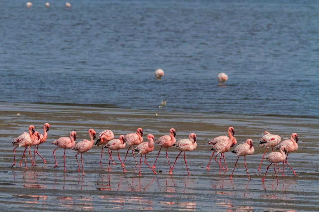 ‘Nature Knows No Borders’: UN Conference on Migratory Species Concludes With Landmark Agreements