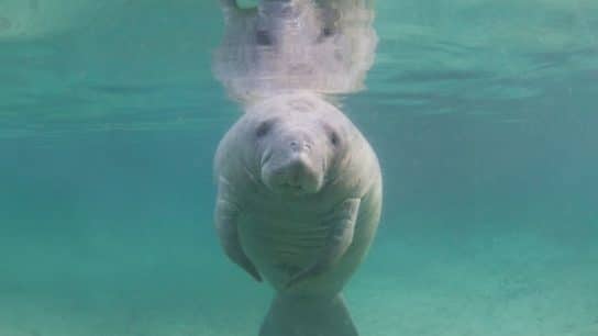 Wildlife Officials to Hand Feed Starving Florida Manatee in Unprecedented Move