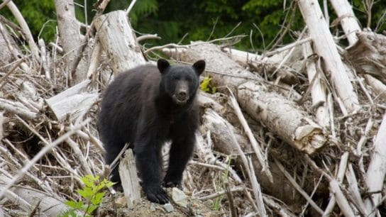 Explainer: What Is Biodiversity Loss?